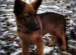 Русия подарява на френската полиция кученцето Добриня, в памет на Дизел