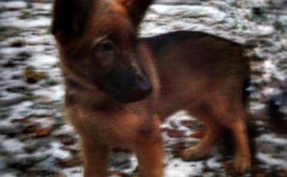 Русия подарява на френската полиция кученцето Добриня, в памет на Дизел