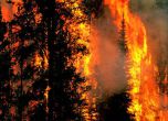 Искра от далекопровод изгори 50 дка гора в Смолянско