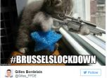 Полицията благодари за снимките с котета в Twitter по време на акцията в Брюксел