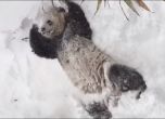 Малката гигантска панда се забавлява в снега (видео)