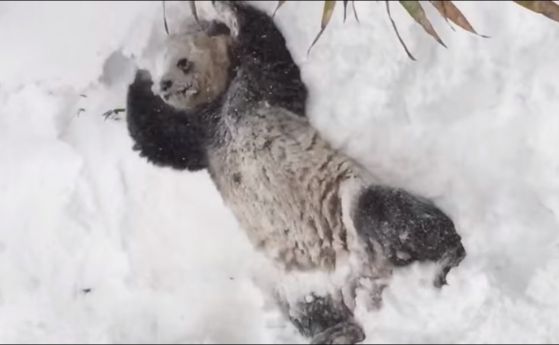 Малката гигантска панда се забавлява в снега (видео)
