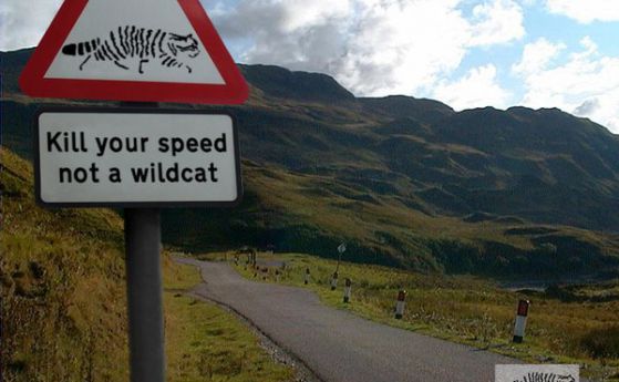 Най-голямото преброяване на диви котки започна в Шотландия
