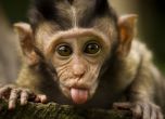 Китай посрещна годината на Маймуната