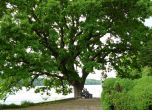 Вековен дъб в Силистра ще се бори за "Европейско дърво на годината"