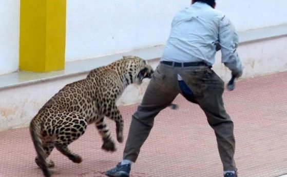 Леопард влезе в училище в Индия и рани 6 души