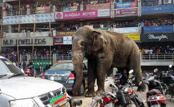 Слон разруши над 100 къщи в индийски град (видео)