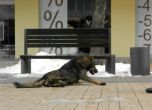 Бездомните кучета намаляват, 189 коне теглят каруци в София