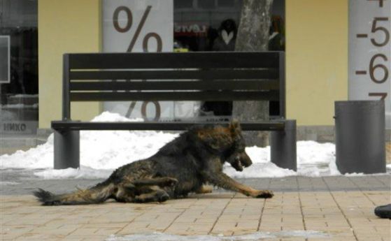 Бездомните кучета намаляват, 189 коне теглят каруци в София
