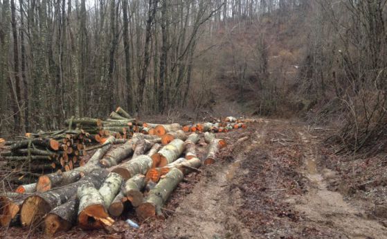 Изсекли незаконно над 500 дървета в Ботевградско