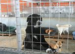 Петиция за затваряне на общинските концлагери за кучета