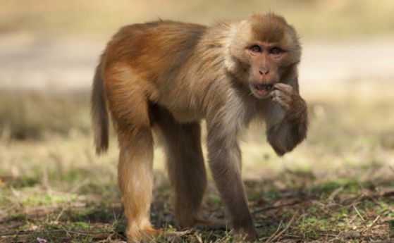 Руското военно министерство купува пет маймуни
