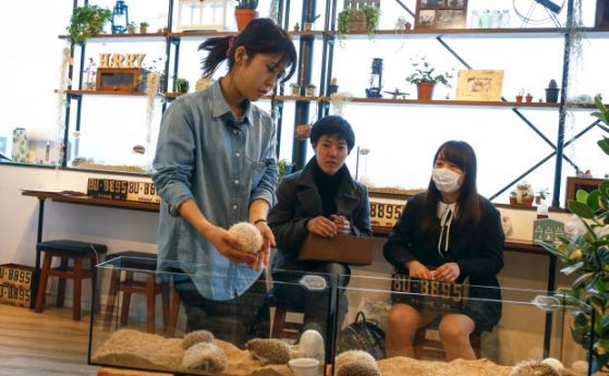 Заведение в Токио предлага кафе и галене на таралежи