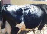 Хекатомба на крави край Димитровград заради опасна зараза