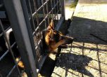 204 кучета осиновени от приютите в София за три месеца