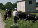 Правителството дава 20 млн. лв. заболявания по добитъка