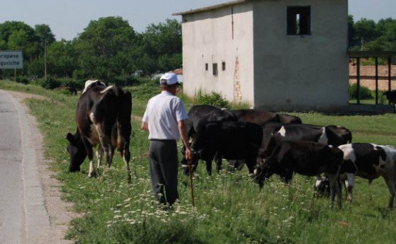 Правителството дава 15 млн. лв. заболявания по добитъка