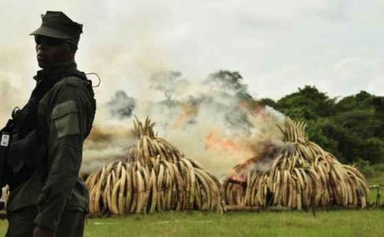 Кения изгори клада от 105 тона слонова кост