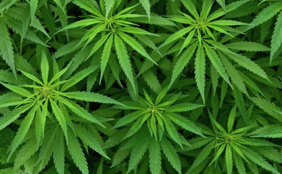 Германия легализира медицинската марихуана от 2017 г.