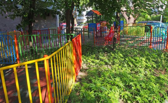 Канабис поникна до детска площадка в центъра на Варна
