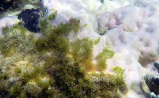  Учени потвърдиха: коралите умират 