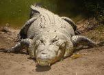 Крокодил уби жена при нощно плуване