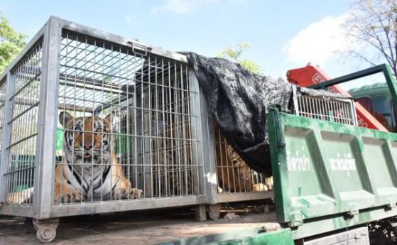 40 мъртви тигърчета във фризера на тайландски храм