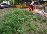 Канабис отново поникна до детска площадка във Варна