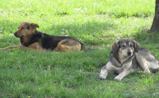 Тровят кучета в гоцеделчевското село Баничан