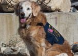 Приспаха последното спасително куче от 11 септември