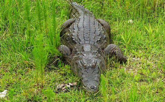 Откриха тялото на двегодишното дете, завлечено от алигатор в Дисни