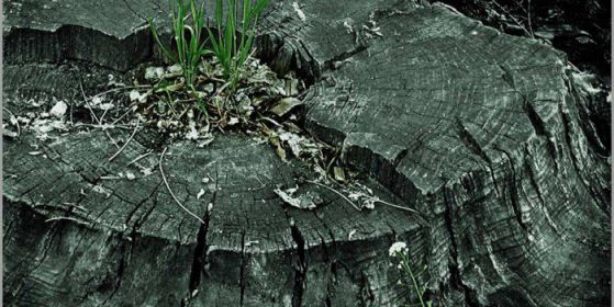 Режат 15 дървета в София заради разширението на 