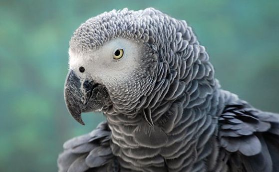 Говорящ папагал може да свидетелства за убийство в САЩ