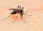 Комарът преносител на "Зика" вече се среща и в България