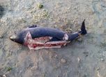 Мъртви делфини, разрязани за филета, изхвърли морето край Поморие