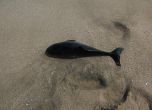 МВР започна проверки за бракониери в Черно море заради мъртвите делфини