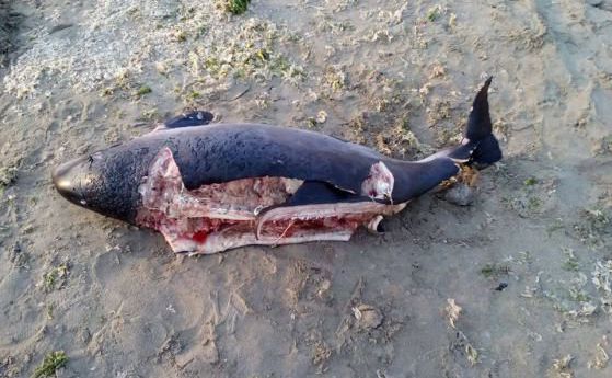 НПО: Не рибарите, а военните учения убиват делфините