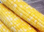 Кабинетът одобри 10 пъти по-ниски глоби за продажба на ГМО храни