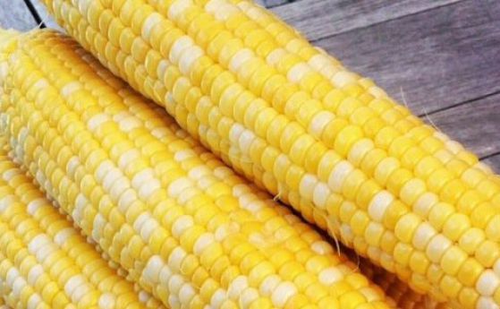 Кабинетът одобри 10 пъти по-ниски глоби за продажба на ГМО храни