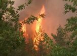 Повече от 3 000 дка гори са засегнати от двата големи пожара от днес