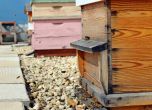 Фермери алармират: Слаб контрол върху пръскането с пестициди избива пчелите