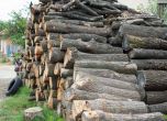 Електронни търгове спират скритите договорки при продажбите на дървесина