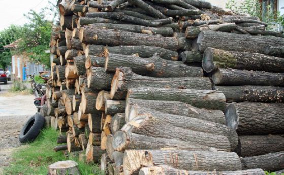 Електронни търгове спират скритите договорки при продажбите на дървесина