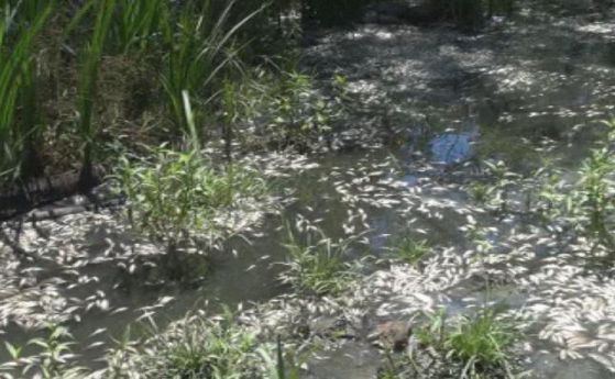 Стотици килограми мъртва риба изплуваха в река Караагач край Китен