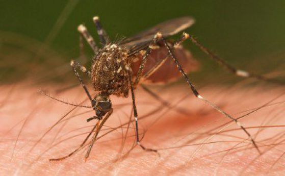 Пациенти с малария регистрирани в Солун
