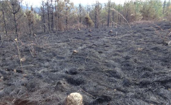 100 декара гори и поляни изгоряха над Габрово, има съмнение за умишлен палеж