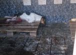 Искат затваряне на приюта в Кърджали заради издевателства над кучетата