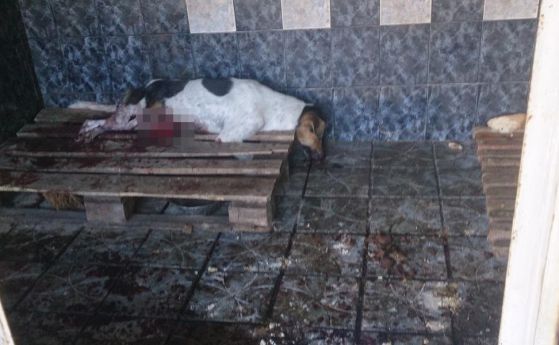 Искат затваряне на приюта в Кърджали заради издевателства над кучетата