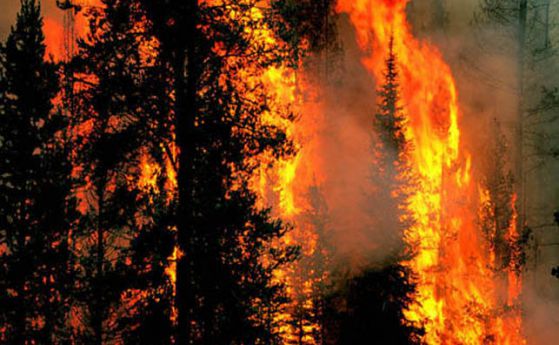 Голям пожар гори до село Българска поляна