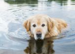 Куче измина 30 км по вода и суша, за да се върне при стопаните си